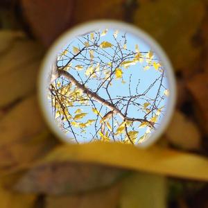 浓情淡如你（翻自 周深）