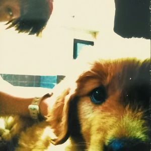 那只叫小虎的狗 Demo