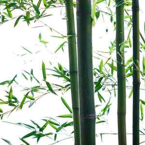 Gunna Type Beat - '' Banbo ''_prod.@Scornoluv