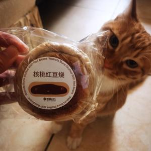 这城市的风总是很大（翻自 枯木逢春）