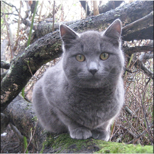 Raag Bhairavi Bacardi Sitar