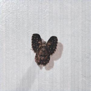 The Sound Of Love Dying