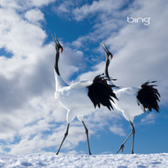 烟雨画桥 (心跳版)