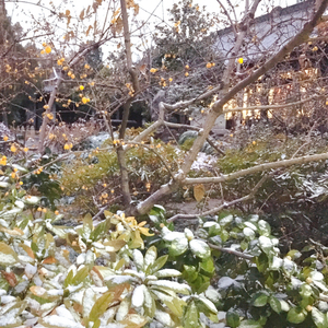 七里香（Cover Jay）（翻自 Yy）