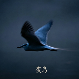 夜鸟