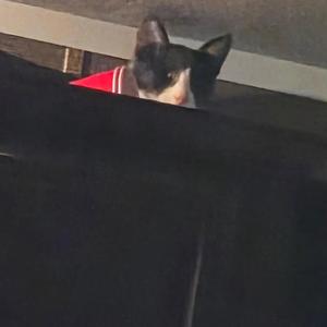 Portofino (feat. Raymond Scott)