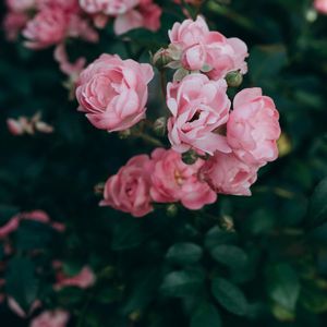 人生若只如初见