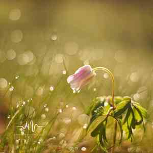 长忆旧时雨 (古琴曲)