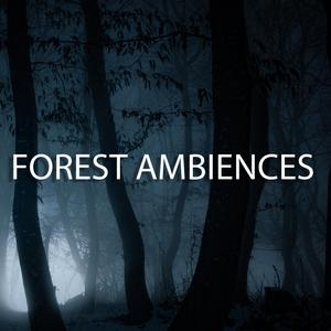 Forest Ambience (Without Music)
