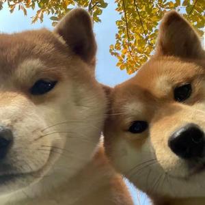 那些年很冒险的梦.（翻唱版）