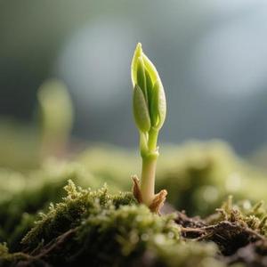 青芽 (Cover 指尖笑)