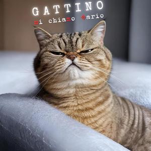 Gattino