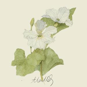 花恋空庭忆夕颜 伴奏