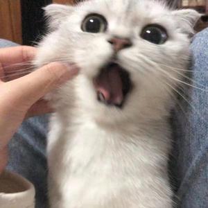 夕子（翻自 法老）