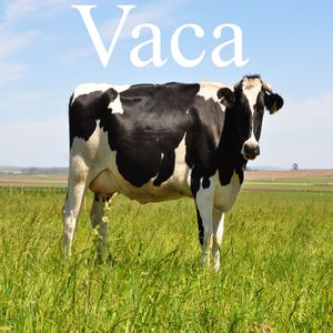 Vaca