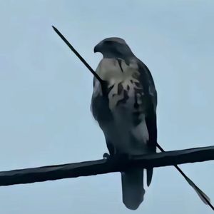 十一月份是个分开的季节