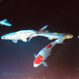 Jaguars