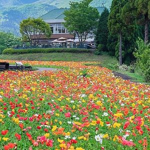 忘不了过去凌情