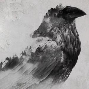 עורב שחור שלג