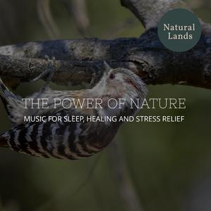 Gentle Beach Breeze at Dawn