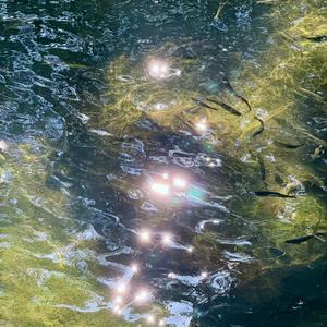 求真的路上（会计学院之歌）（翻自 学生们）