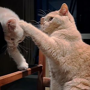 算了罢了(白羊版)