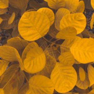 冥想音乐 五行木能