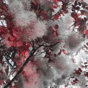 şarkıcının itirafları