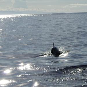 假如恐惧不能避免