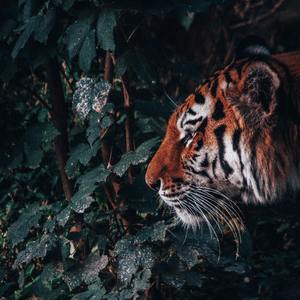 鹰翔苍宇·虎啸山林