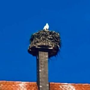 Amber (feat. Ožiljak)