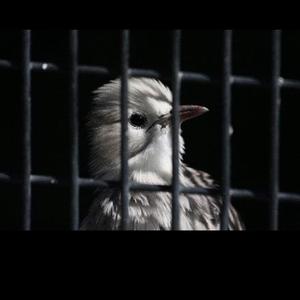 默剧（更清晰） 伴奏MP3