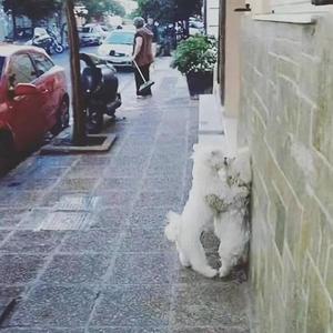 我以为你不会出现 cover