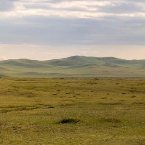 草原上的小奶牛