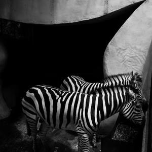 gone（prod by ZS Beatz ）