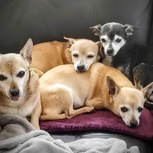 Paw Prints on My Heart