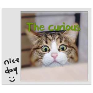 「FREE BEAT」 curious