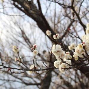 意赋情 (Instrumental)