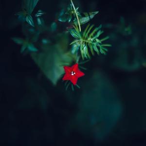 "כמו חיוך כמו כוכב"