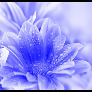 思思-素颜_jandy李俊秀（jandy李俊秀 / 思思 remix）