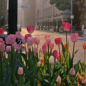 最后的晚安 (原唱:陈近南)（翻自 陈近南）