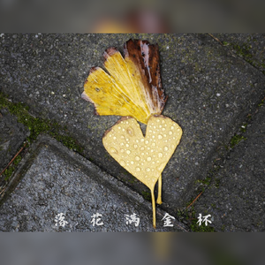 落花满金杯——记《银魂》高杉晋助×桂小太郎