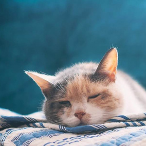 窗前月 (助眠音乐3分钟入睡)