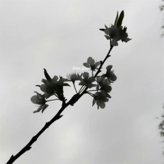 I’IIDoIt (加速精进版)