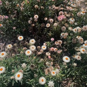 荨麻疹（prod by Lv9）