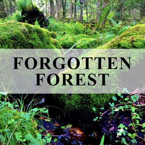 FORGOTTEN FOREST ー忘れられた森ー