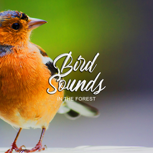 Tree Birds vs Parrots