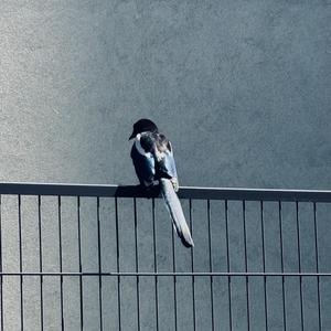 small fraction of longing