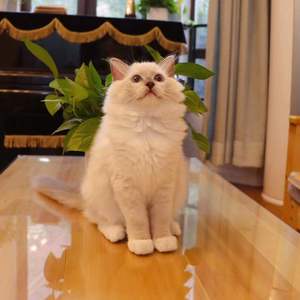 十七-奇妙能力歌wav