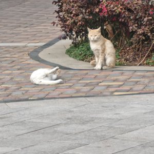 要等你开口，那冬天才会走